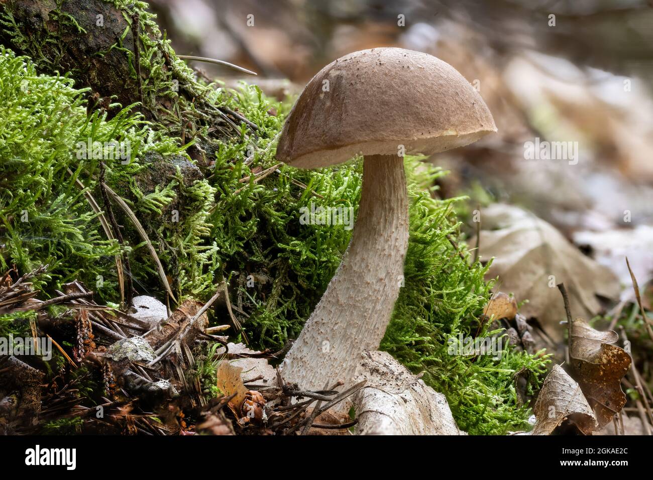 Nahaufnahme eines birkenpilzes bolet Leccinum scabrum zwischen Moos und Herbstblättern auf dem Waldboden Stockfoto