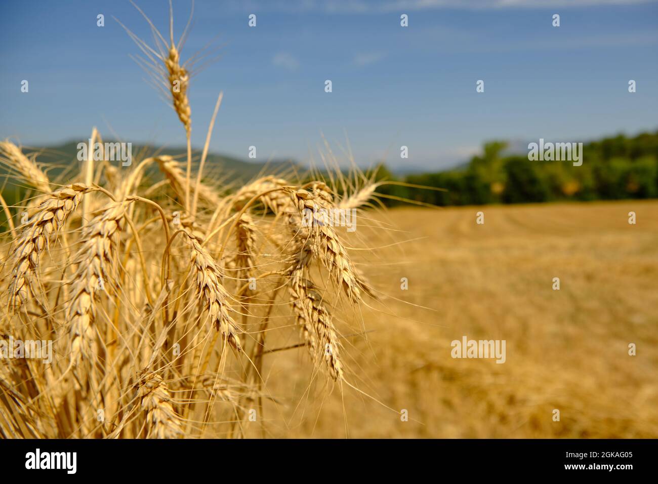 Ein Strauß Weizenohren auf dem Hintergrund eines geernteten Feldes Stockfoto