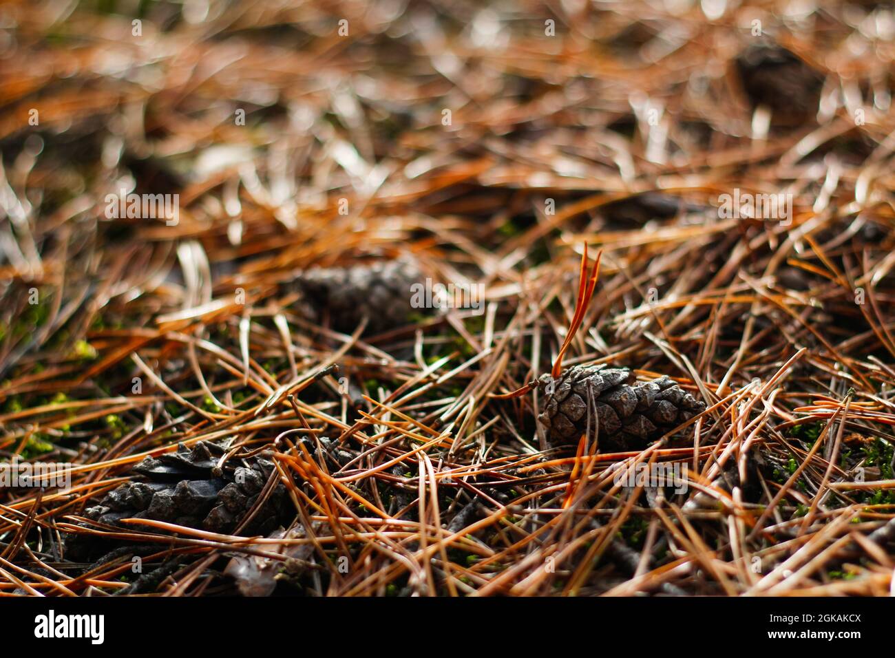 Unschärfe-Gruppe von braunen Kiefern unter trockenen Nadeln im Wald im Herbst. Nahaufnahme der vibrierenden fallenden Kiefernnadel. Verschwommen. Kiefer Cone Framing Forest Fl Stockfoto