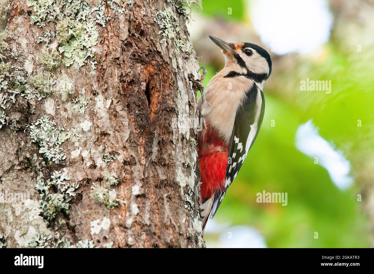 Buntspecht / Pic épeiche - Dendrocopos Major, Degagnac, Lot Department, Frankreich Stockfoto