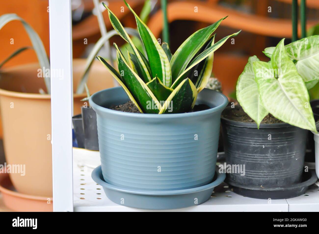 Sansevieria trifasciata Prain, Schlangenpflanze oder Mutter in Gesetzen Zunge und Pfeilspitze Rebe Pflanze Stockfoto