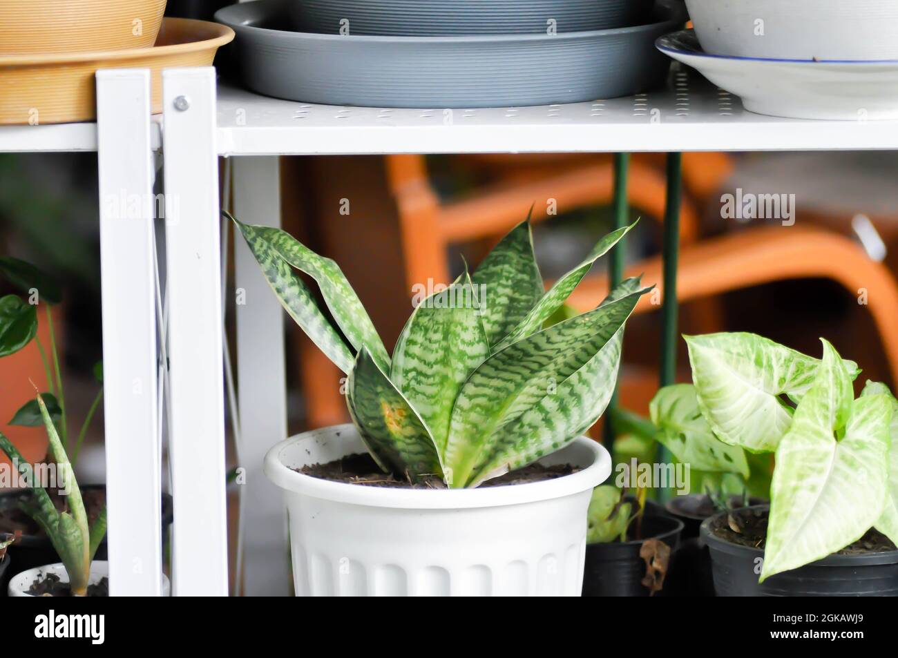 Schlangenpflanze oder Mutter in Gesetzen Zunge und Pfeilspitze Rebe Pflanze Stockfoto