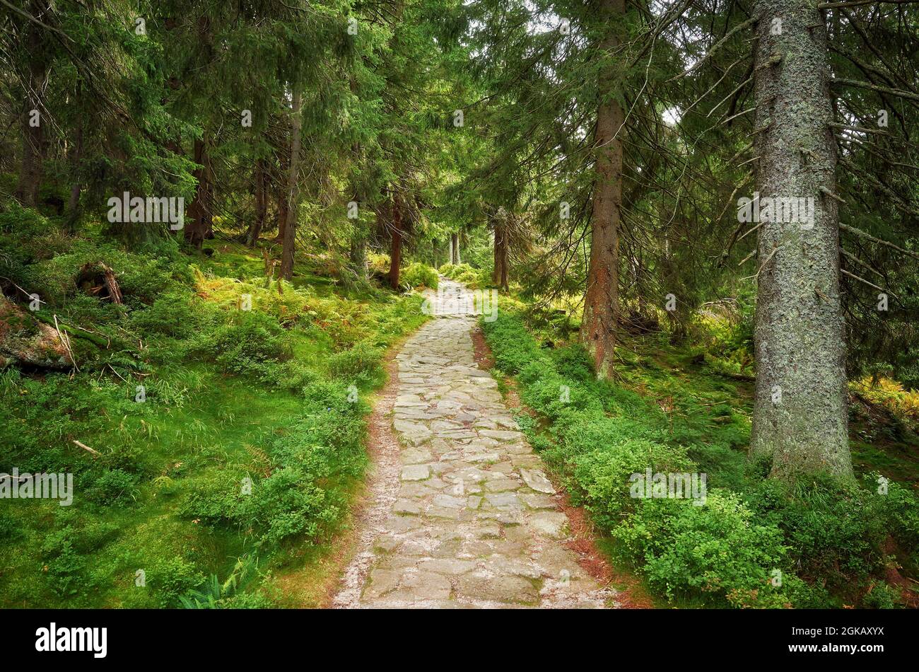 Steinpfad im Riesengebirge, Tschechische Republik. Stockfoto