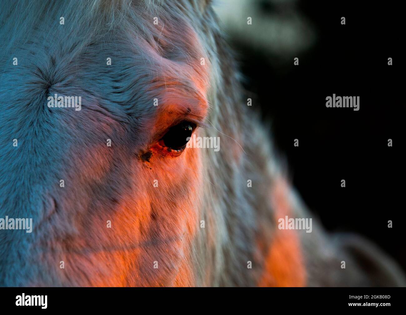 Die Farbe des Sonnenuntergangs spiegelt sich auf dem Auge eines Pferdes auf den Craigantlet Hills in Co. Down, Nordirland Stockfoto