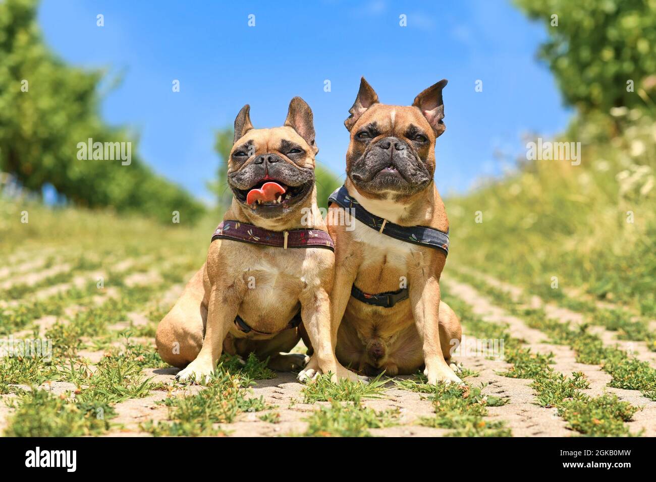 Ein Paar ähnlich aussehende französische Bulldoggen, die im Sommer neben anderen Hundegeschirren im Freien sitzen Stockfoto