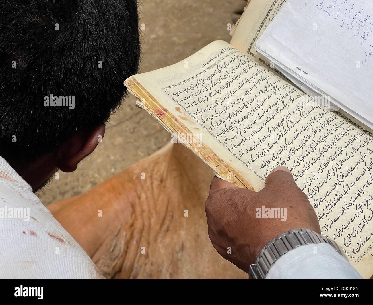 Einige Menschen schneiden ein Kuhopfer auf dem Fest von Eid-ul-Adha Stockfoto