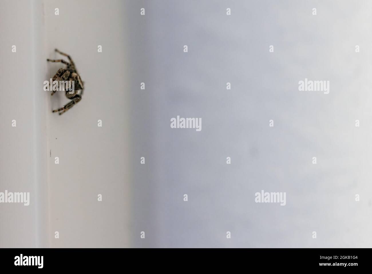 Kleine schwarze Jagdspinne draußen auf einer weißen Hauswand Stockfoto