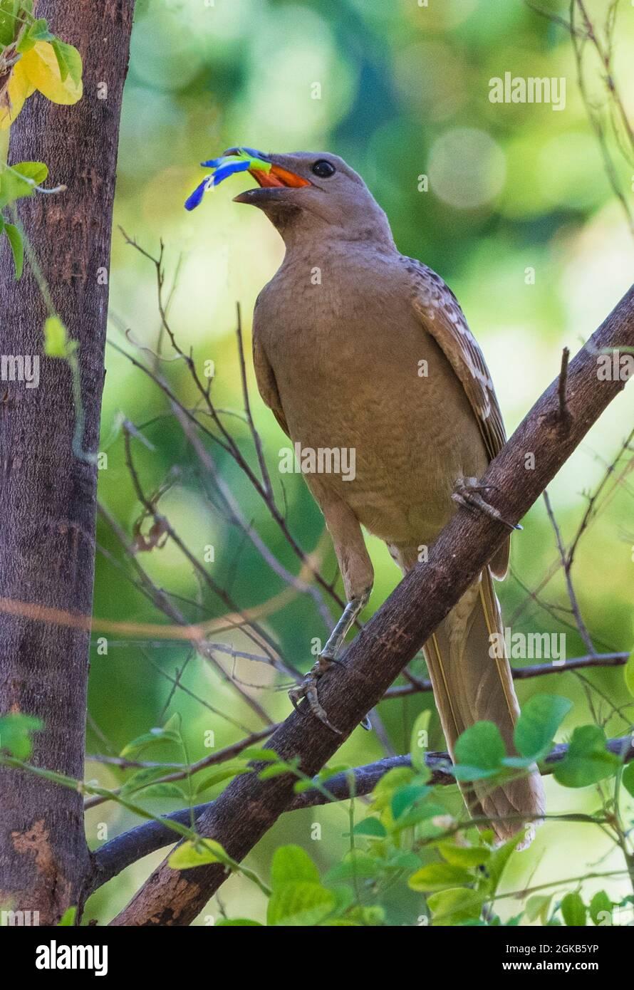 Großer Bogenvögel (Chlamydera nuchalis) mit einer Schmetterlingserbsenblume im Schnabel, Mornington Wildlife Sanctuary, Kimberley Region, Western Australia, WA, Stockfoto