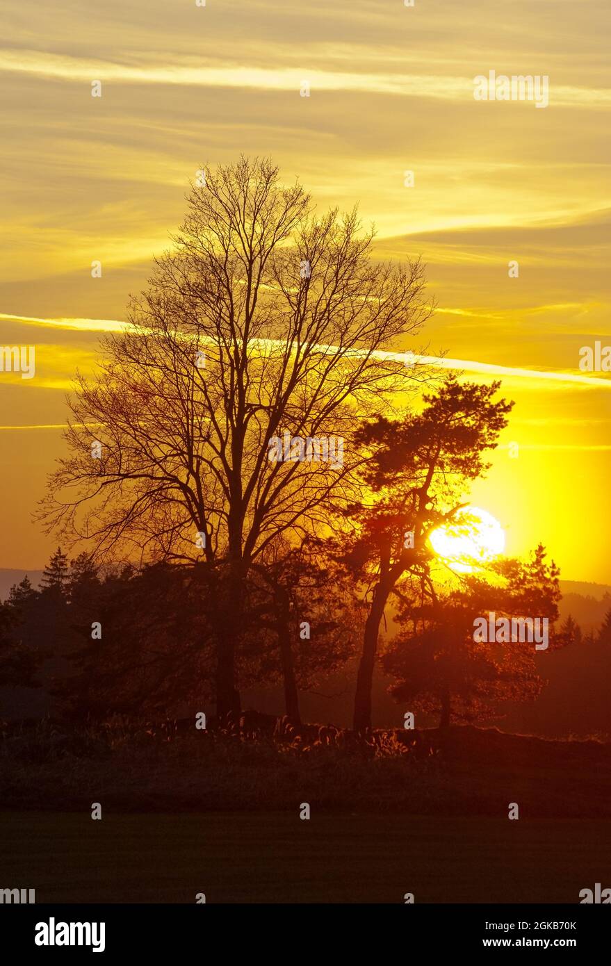 Sonnenuntergang mit Bäumen Stockfoto