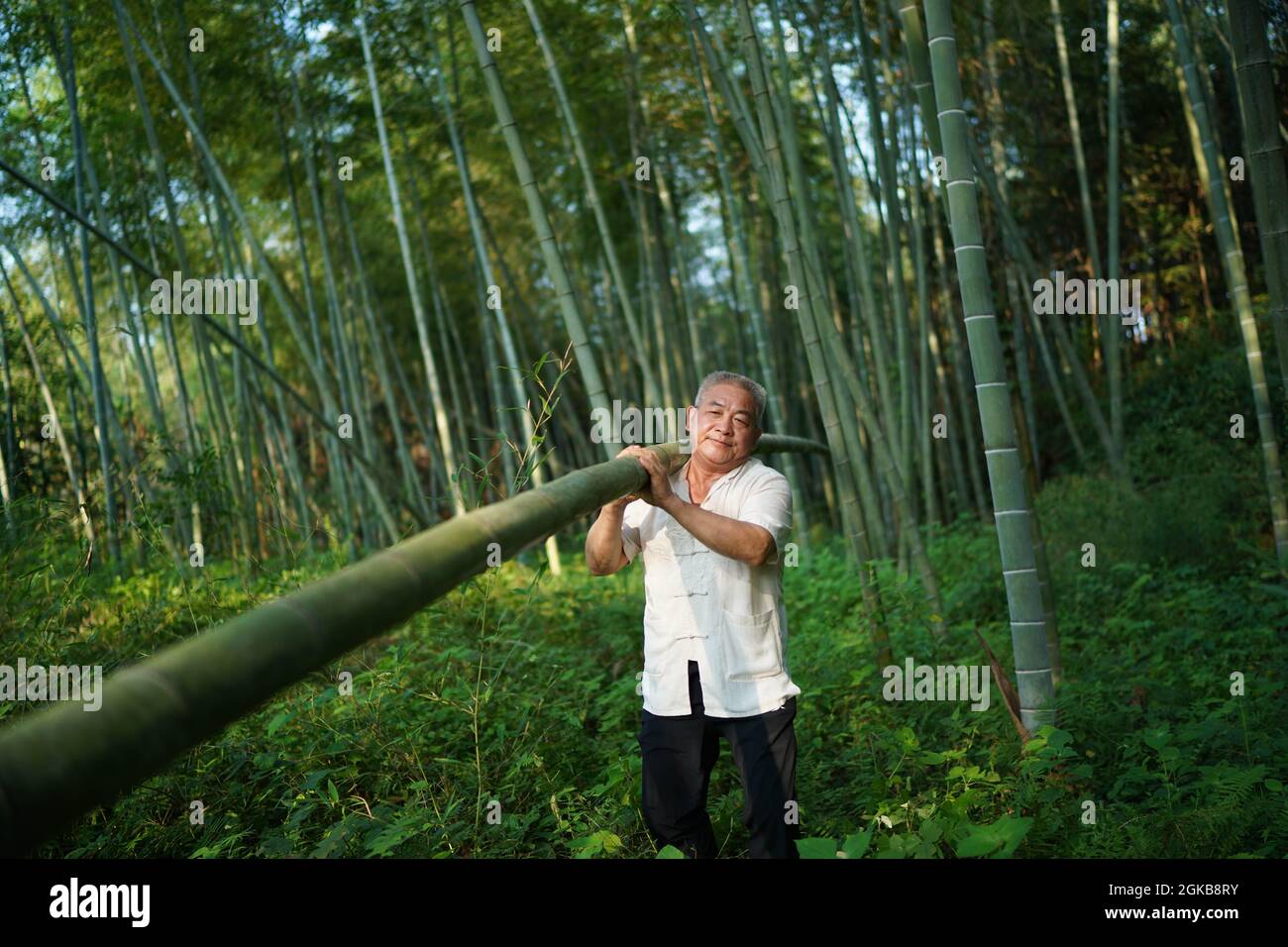 (210914) -- XINYU, 14. September 2021 (Xinhua) -- Li Nian'gen trägt einen Bambusstamm aus einem Bambushain in der Gemeinde Dongcun, Bezirk Fenyi, Stadt Xinyu in der Provinz Jiangxi im Osten Chinas, 1. September 2021. Li Nian'gen, 62, ist die fünfte Generation der Bambuswebtechniken in der Gemeinde Dongcun. Li erwarb Bambuswebtechniken von seinem Onkel, als er gerade einmal neun Jahre alt war, und begann mit 15 Jahren, seinen Lebensunterhalt allein zu verdienen. Mehr als 20 seiner Lehrlinge entschieden sich Anfang der 1990er Jahre für eine Beschäftigung für besseres Einkommen in anderen Lebensbereichen außerhalb seiner Heimat, aber Li entschied sich, zu bleiben und zu bleiben Stockfoto