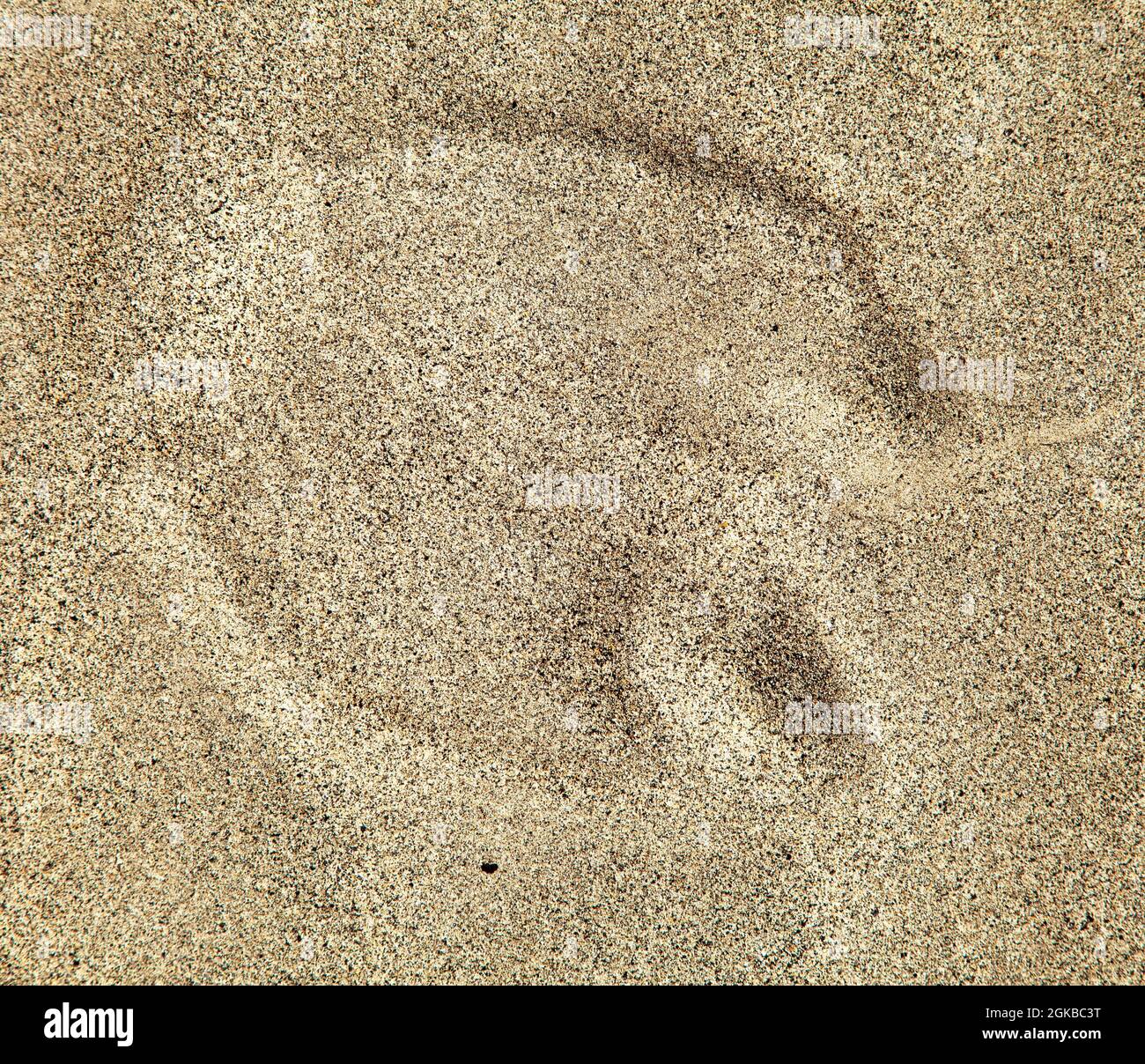 Kamelfußabdrücke im Sand auf der Wüste Stockfoto