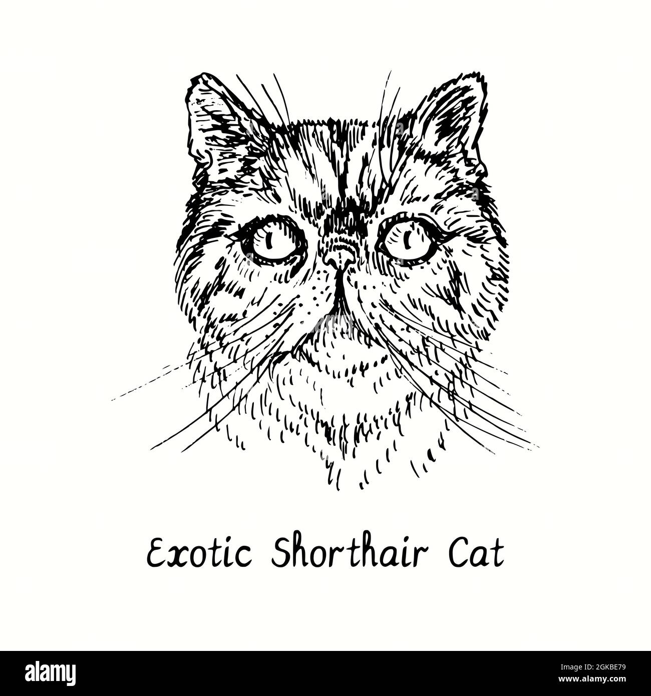 Exotische Kurzhaar Katze Gesicht Porträt. Tusche schwarz-weiße Doodle Zeichnung im Holzschnitt-Stil. Stockfoto