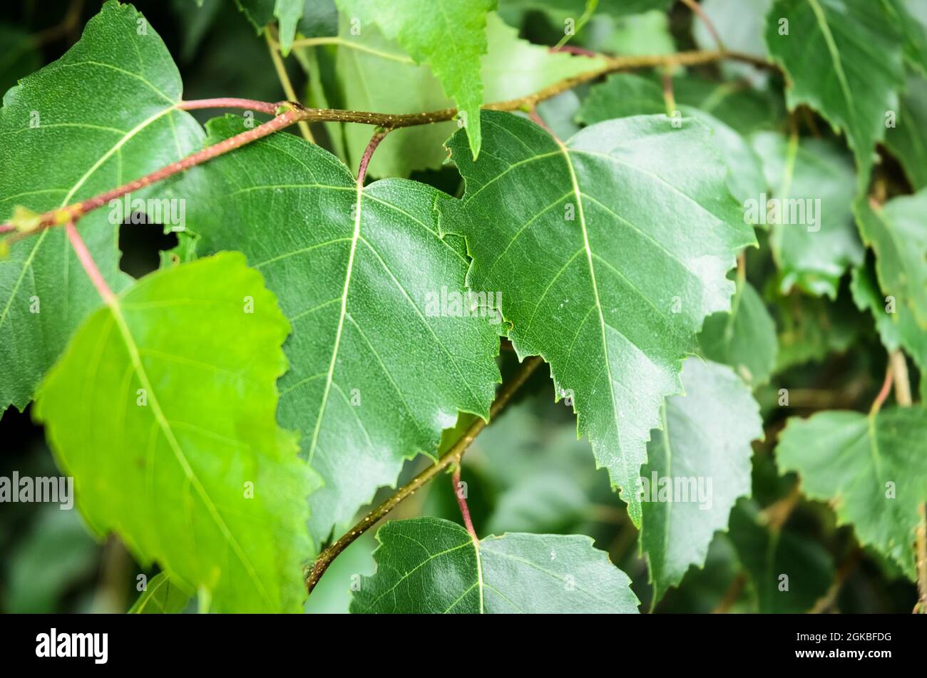 Betula populifolia, bekannt als graue oder graue Birke, Nahaufnahme von grünen Blättern in einem Wald in Deutschland, Europa Stockfoto