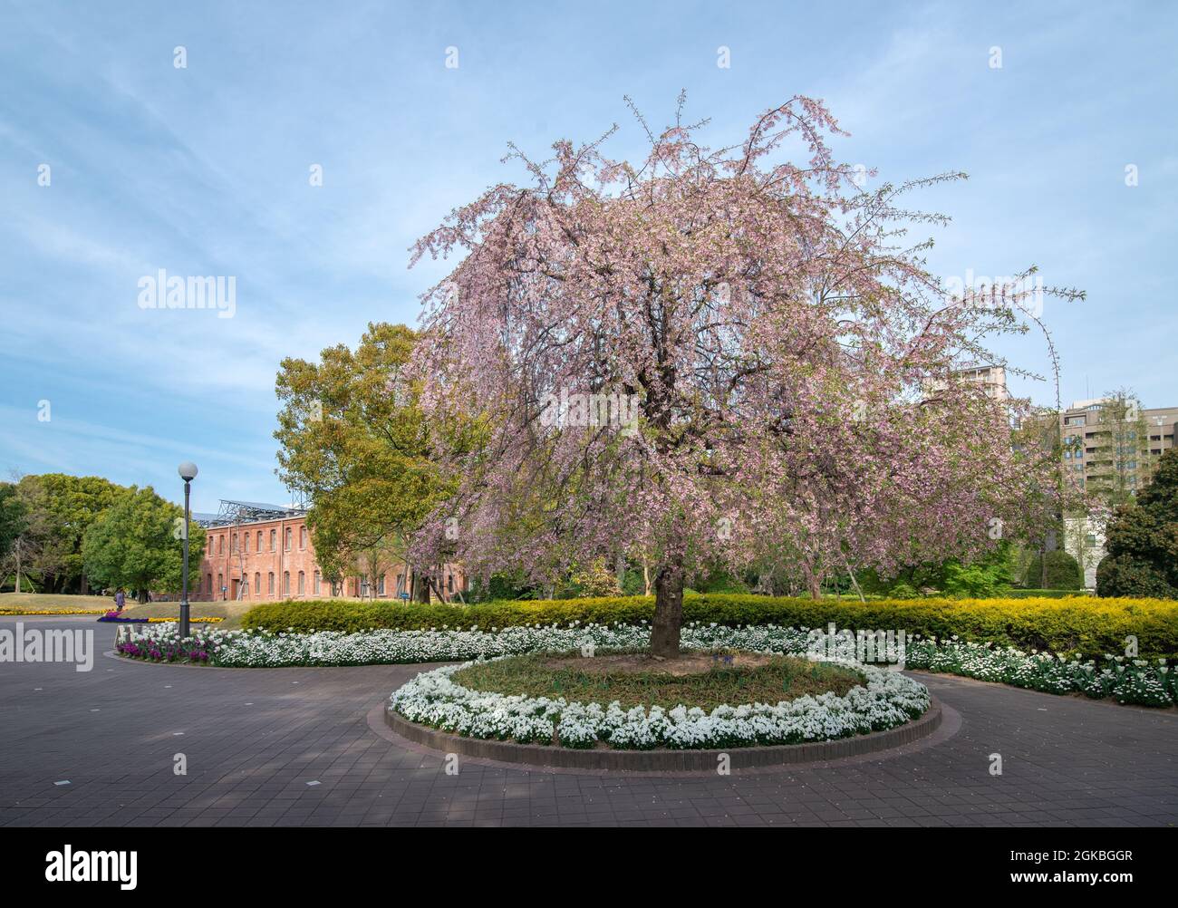 Blühender Kirschblütenbaum im Noritake Museum in Nagoya. Frühling. Stockfoto