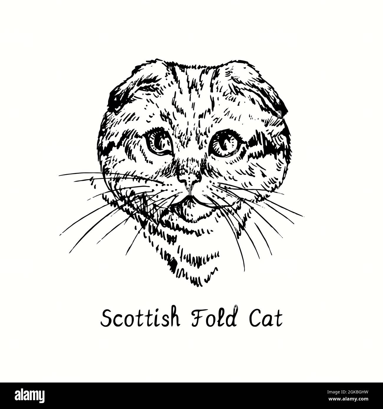 Scotish Fold Cat Face Portrait. Tusche schwarz-weiße Doodle Zeichnung im Holzschnitt-Stil. Stockfoto