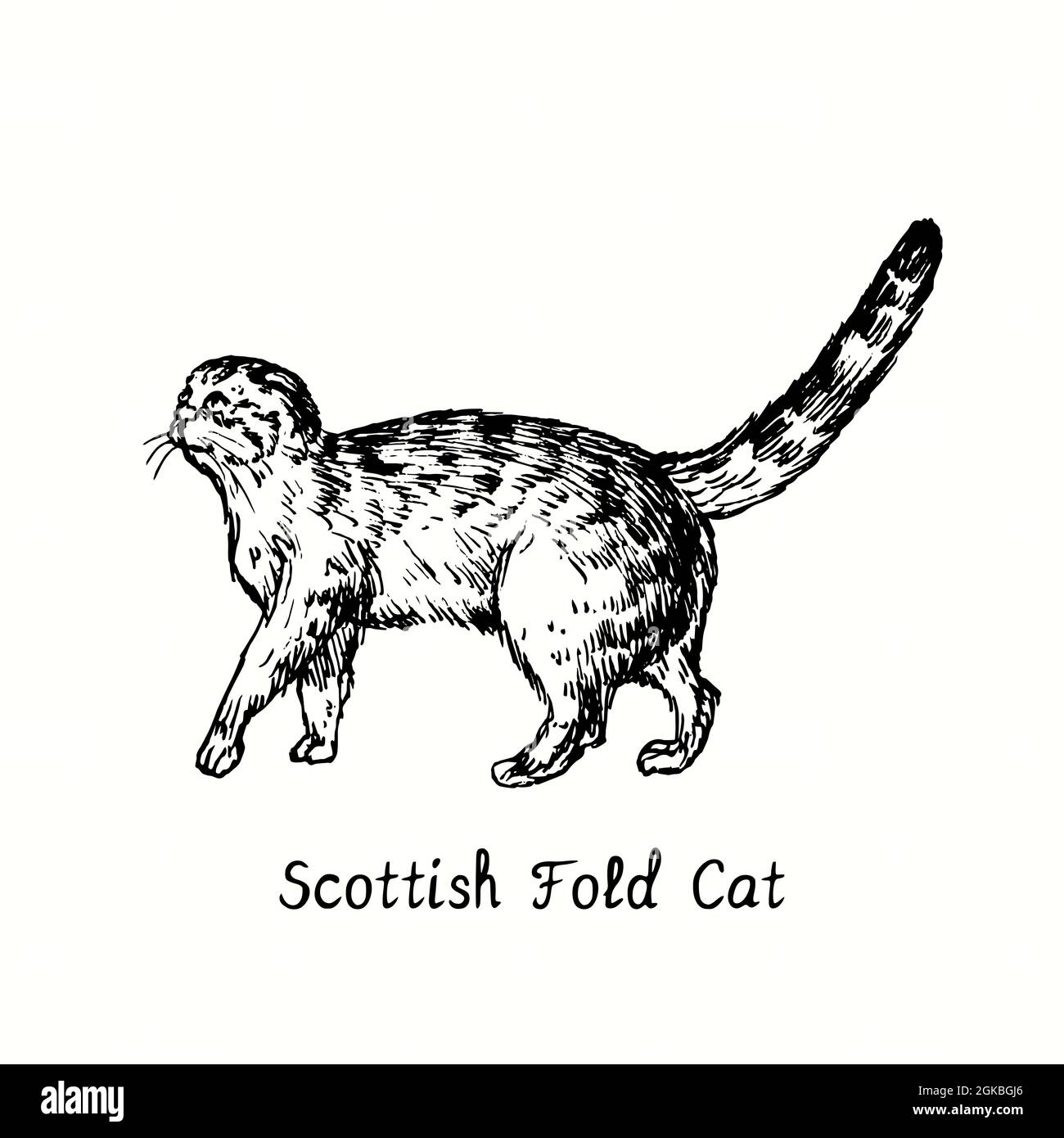 Scotish Fold Cat Standing Seitenansicht. Tusche schwarz-weiße Doodle Zeichnung im Holzschnitt-Stil. Stockfoto