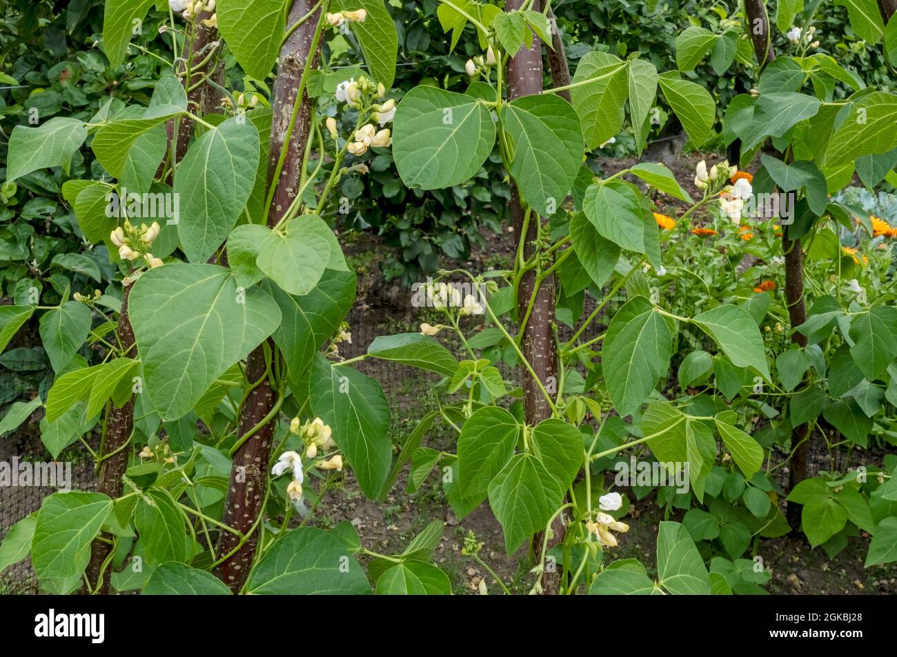 Nahaufnahme von Runner Bean Beans Plants 'White Lady', die in einem Gemüsegarten im Sommer in England UK Großbritannien GB einen Rahmen aus Kupferstangen aufwächst Stockfoto