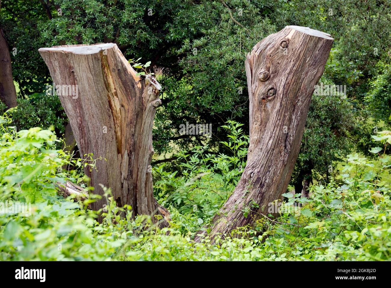 Interessante Bildung von Baumstämmen in Sussex Wald gesehen Stockfoto