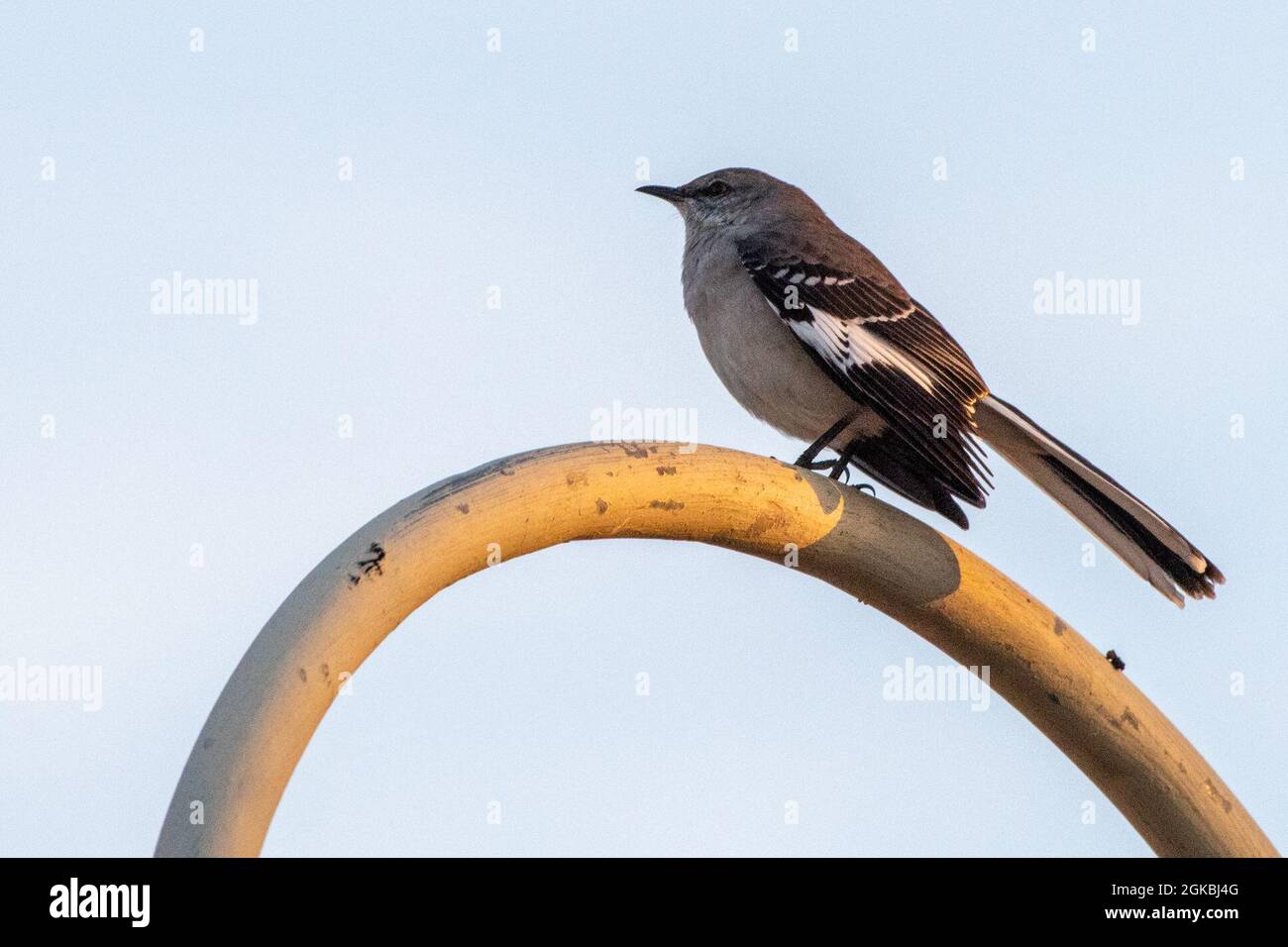 Was Ist Ein Mockingbird Couch installation -Fotos und -Bildmaterial in hoher Auflösung – Alamy