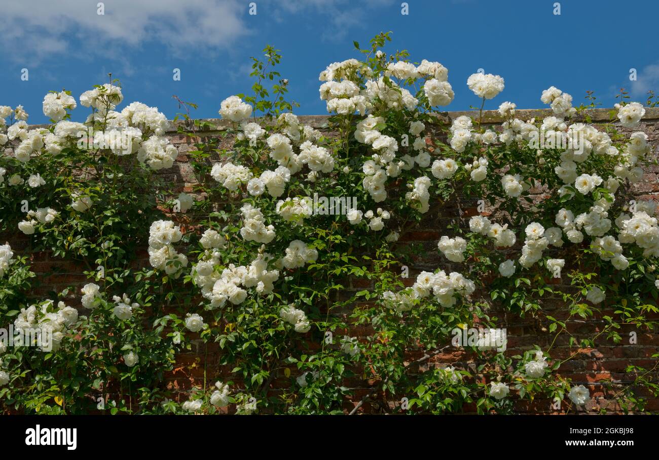 Weiße Rosenrosen ‘Iceberg’ Blüten blühen an einer Wand in einem Garten im Sommer England UK Vereinigtes Königreich GB Großbritannien Stockfoto