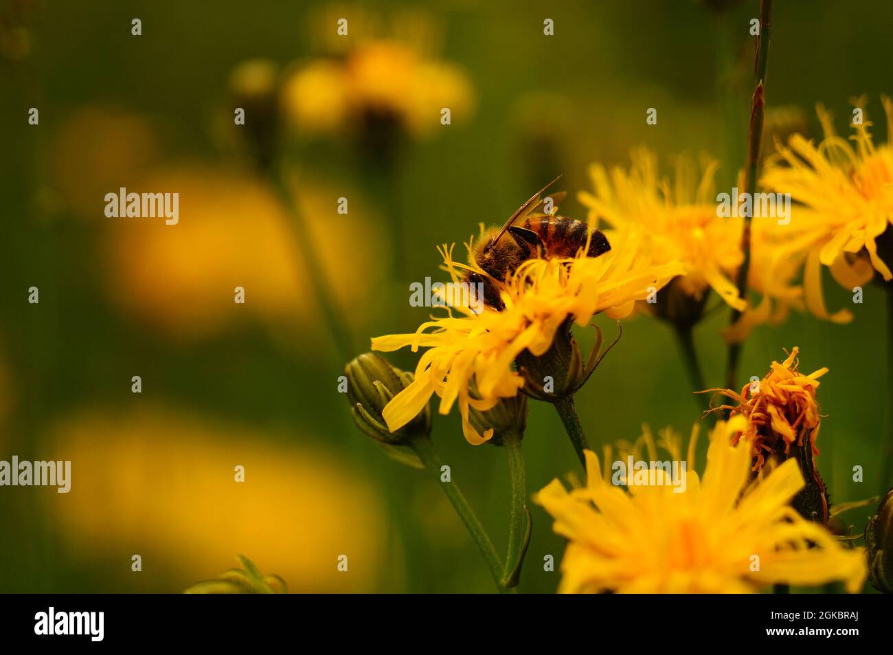 Honigbiene auf einer Blume aus rauem Hawksbeard Stockfoto