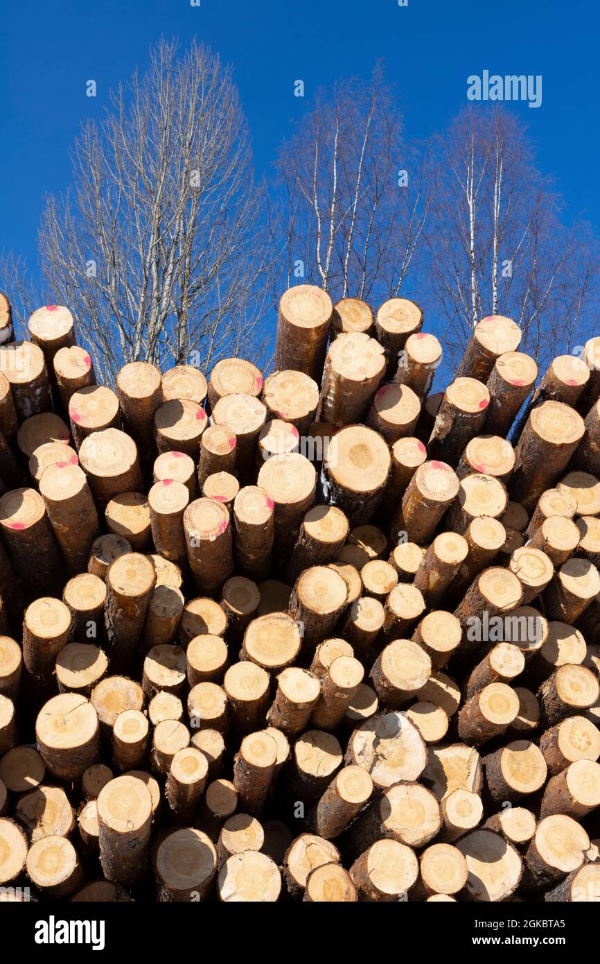 Stapel geernteter Holzstämme im Wald, Bäume mit blauem Himmel über dem Hintergrund Stockfoto
