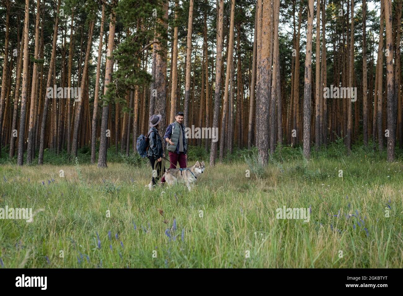 Junger Mann und Frau, die mit Husky Dog zwischen Kiefernwäldern im Wald spazieren Stockfoto