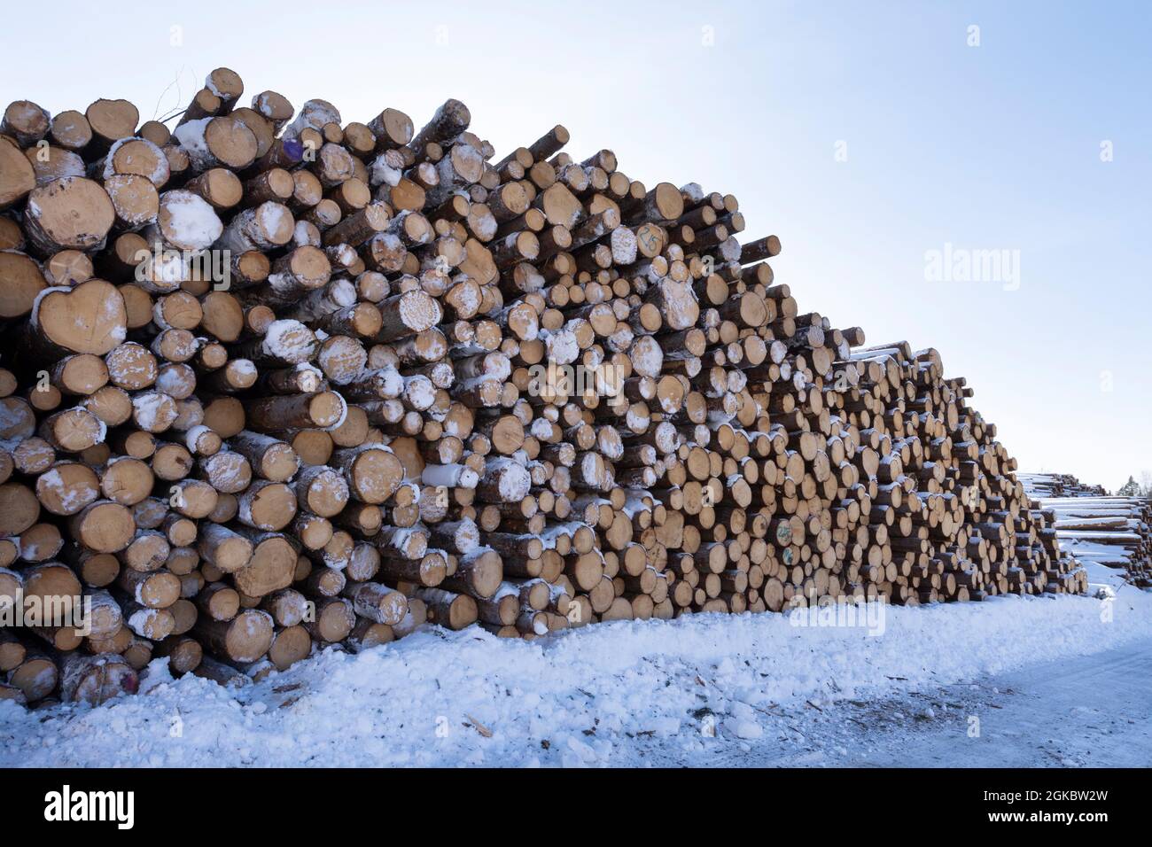 Haufen von Baumstämmen. Gesägte Bäume aus dem Wald. Holzfäller Holzindustrie. Schneiden Sie Bäume entlang einer für den Transport vorbereiteten Straße. Stockfoto