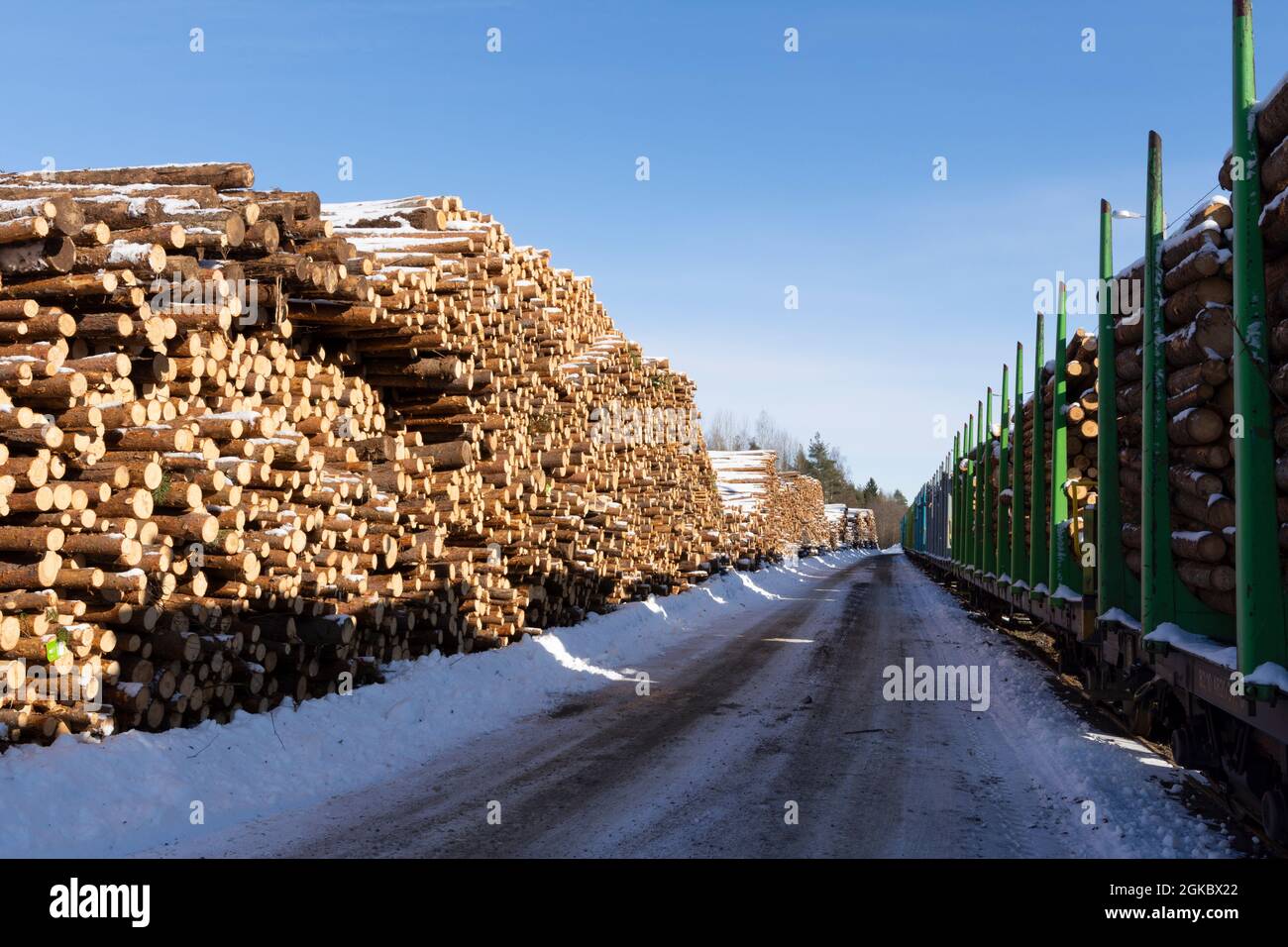 Holzstämme aus Fichte. Gesägte Bäume aus dem Wald. Holzfäller Holzindustrie. Schneiden Sie Bäume entlang einer für den Transport vorbereiteten Straße. Stockfoto