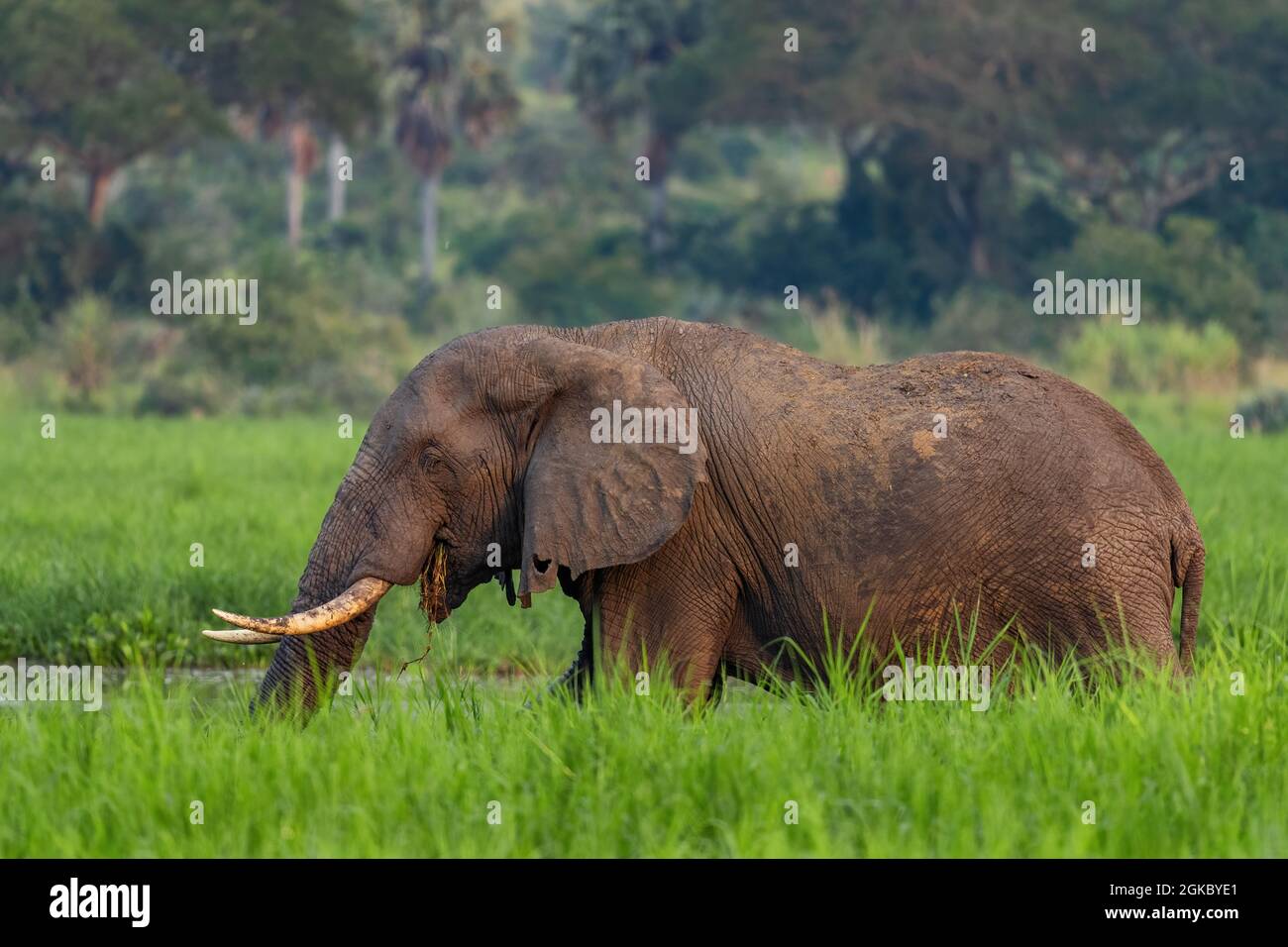 Afrikanischer Buschelefant - Loxodonta africana, ikonisches Mitglied der African Big Five, Murchison Falls, Uganda. Stockfoto