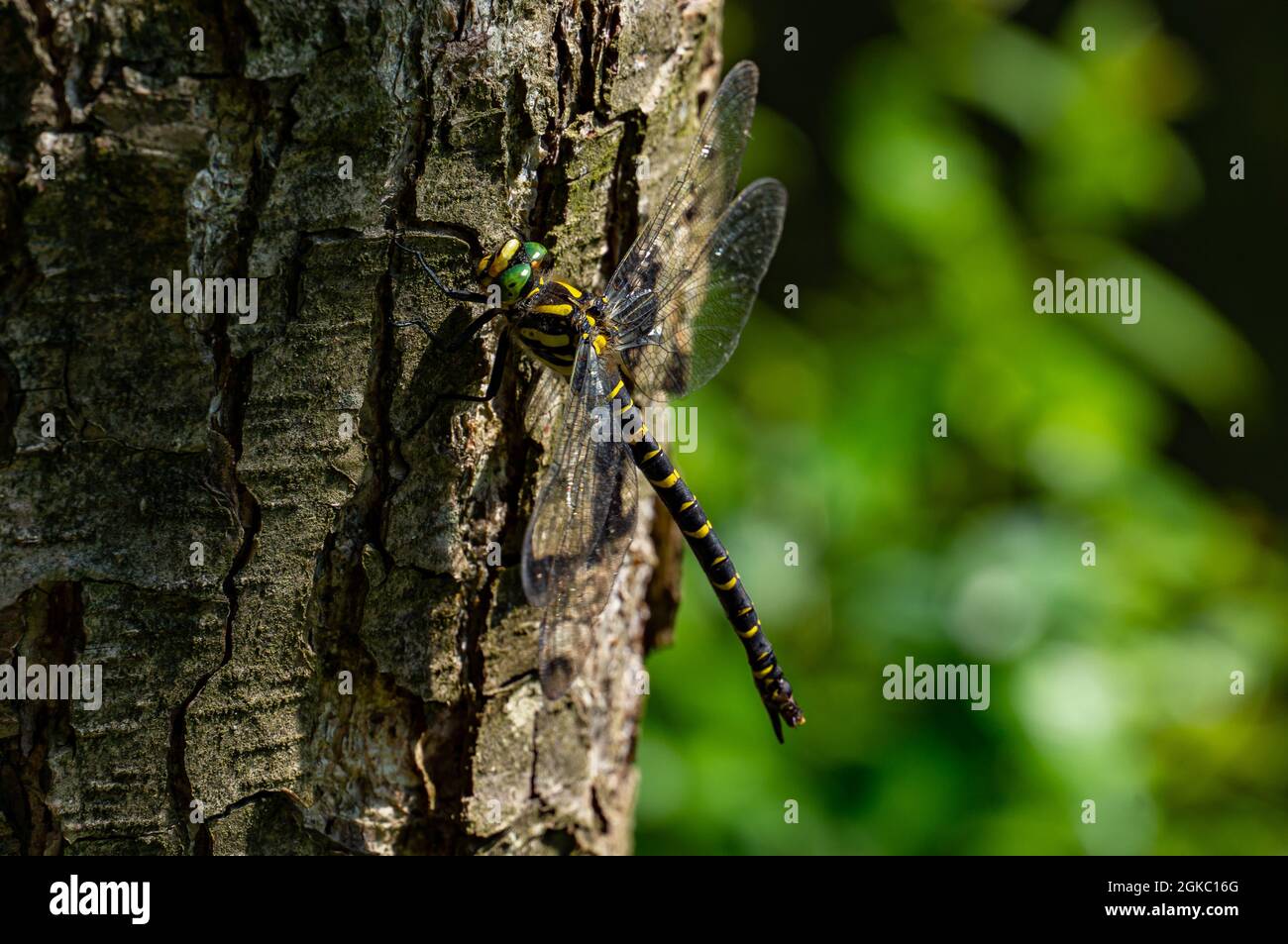Libelle-Nahaufnahme Stockfoto