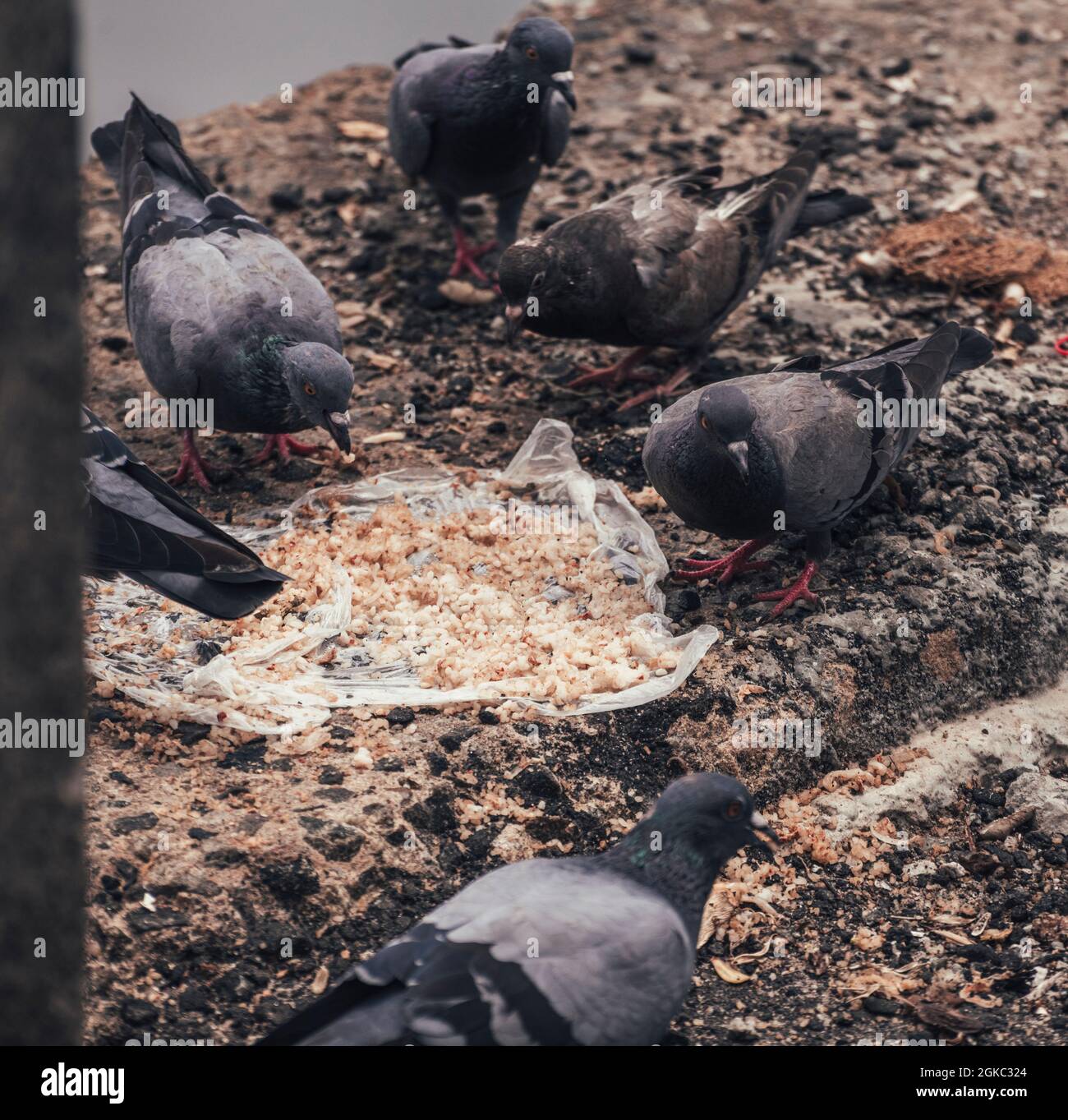 Schar von Straßentauben, die aus dem Müll fressen, Vögel, die den Müll reinigen, den die sorglosen Menschen werfen. Stockfoto