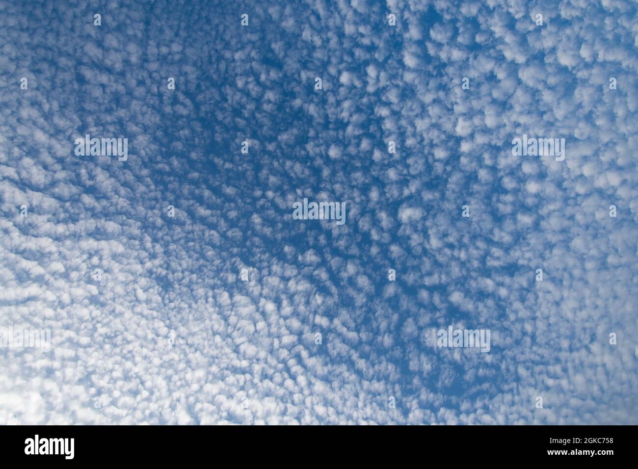 Viele Altocumuluswolken am blauen Himmel über England, Stockfoto