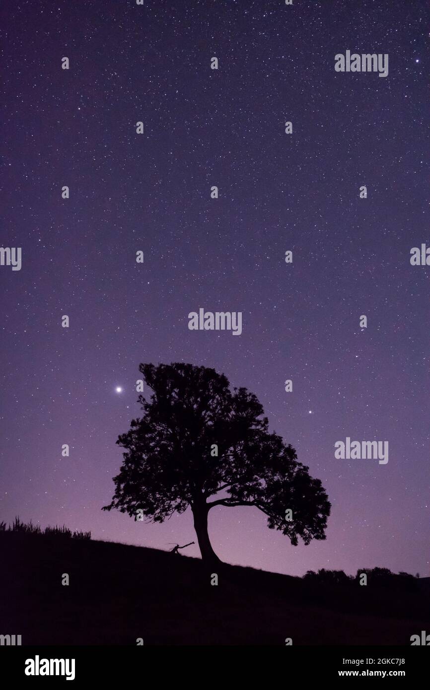 Sterne und Planeten Jupiter und Saturn neben der Silhouette des Baumes, Jupiter hell links vom Baum, Saturn rechts vom Baum Sussex, UK, Nachthimmel, Stockfoto