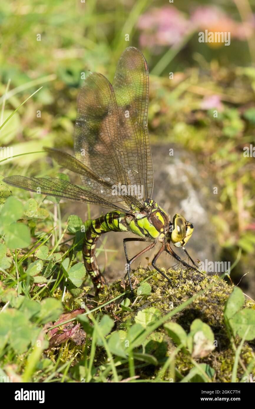 Südliche Hawker-Libelle, Aeshna cyanea, Eier am Rand des Gartenteiches legen, September Stockfoto