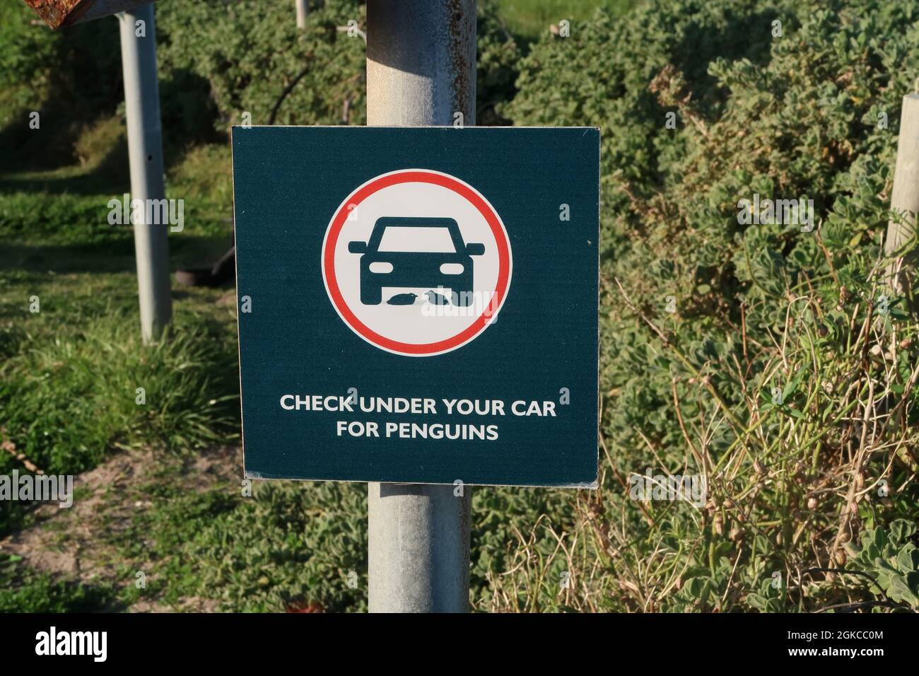 Lustiges Warnschild, auf dem steht, dass Sie unter Ihrem Auto auf dem Parkplatz in der Nähe von Boulders Beach, Cape Peninsula, Kapstadt, Südafrika nach Pinguinen suchen sollen Stockfoto