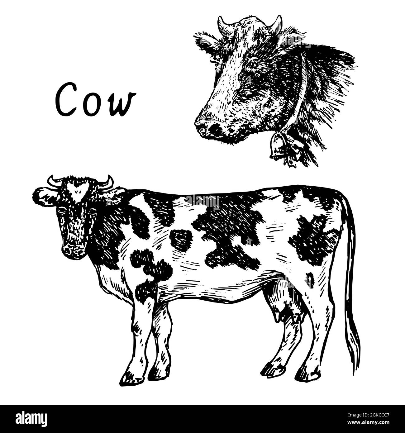 Stehende Kuh und Kopf mit Glocke, isolierte Sammlung, Seitenansicht. Tusche schwarz-weiß Zeichnung Illustration Stockfoto