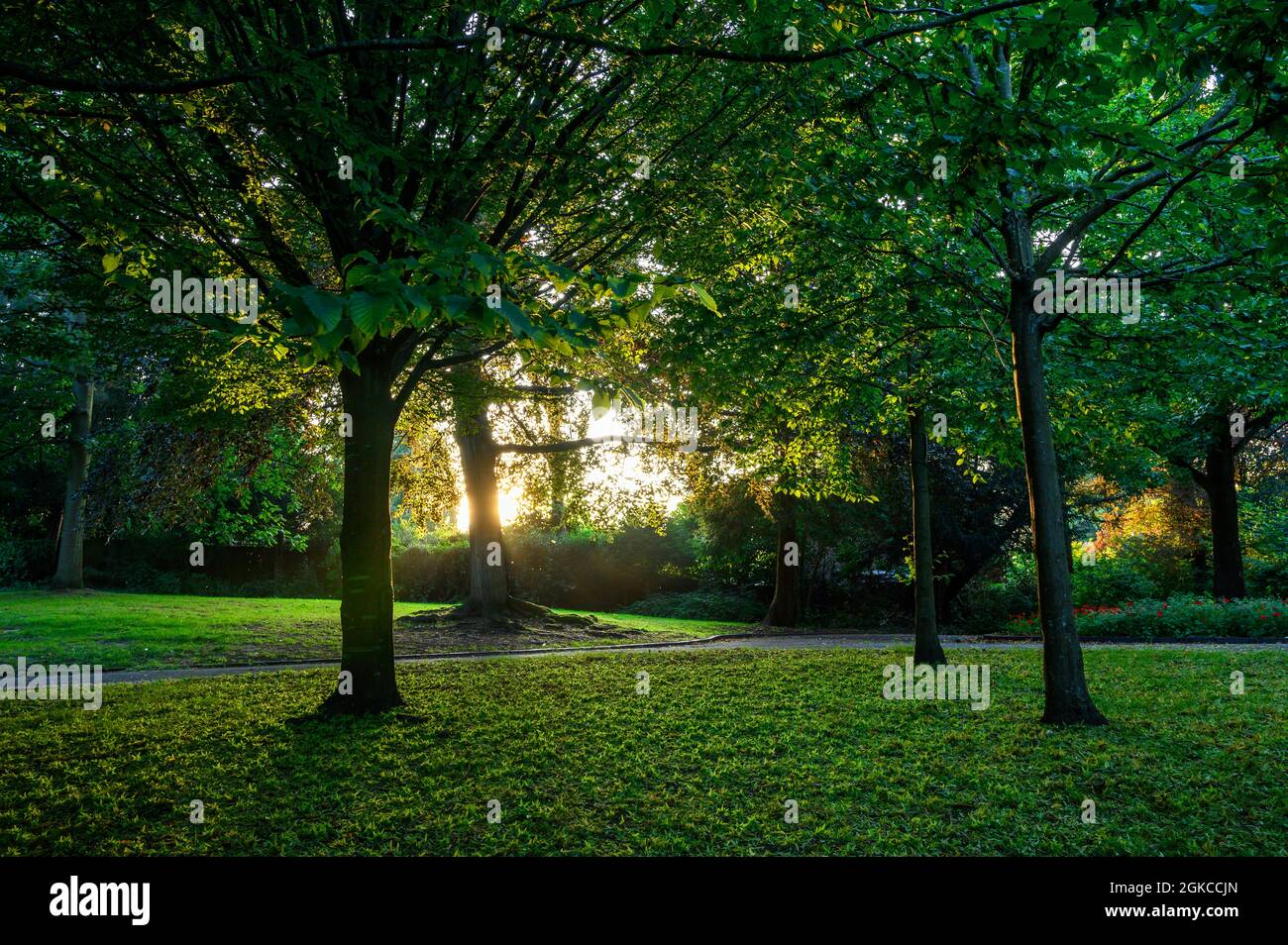 The Knoll, ein kleiner Park in Hayes, Kent, Großbritannien. Bäume im Knoll Park mit der Sonne im Hintergrund und dem Sonnenlicht, das durch die Blätter filtert. Stockfoto
