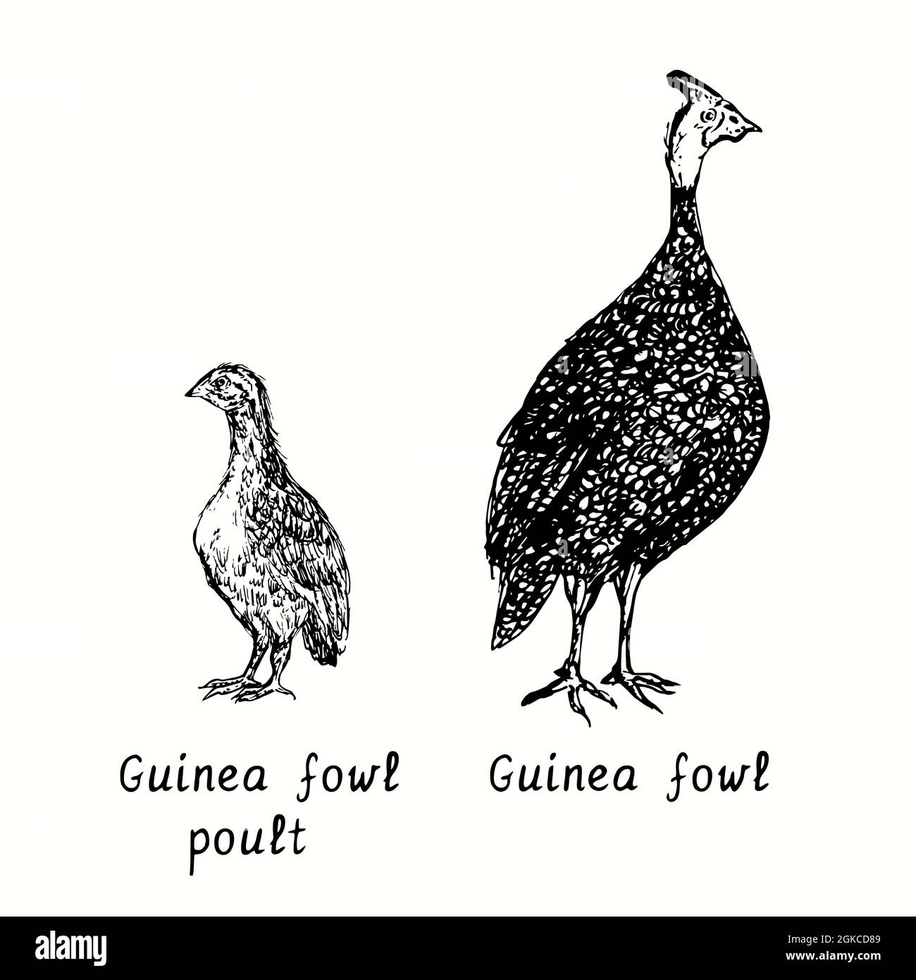 Guinea-Geflügel mit Poult. Tinte schwarz-weiß Doodle Zeichnung in Holzschnitt-Stil Illustration Stockfoto