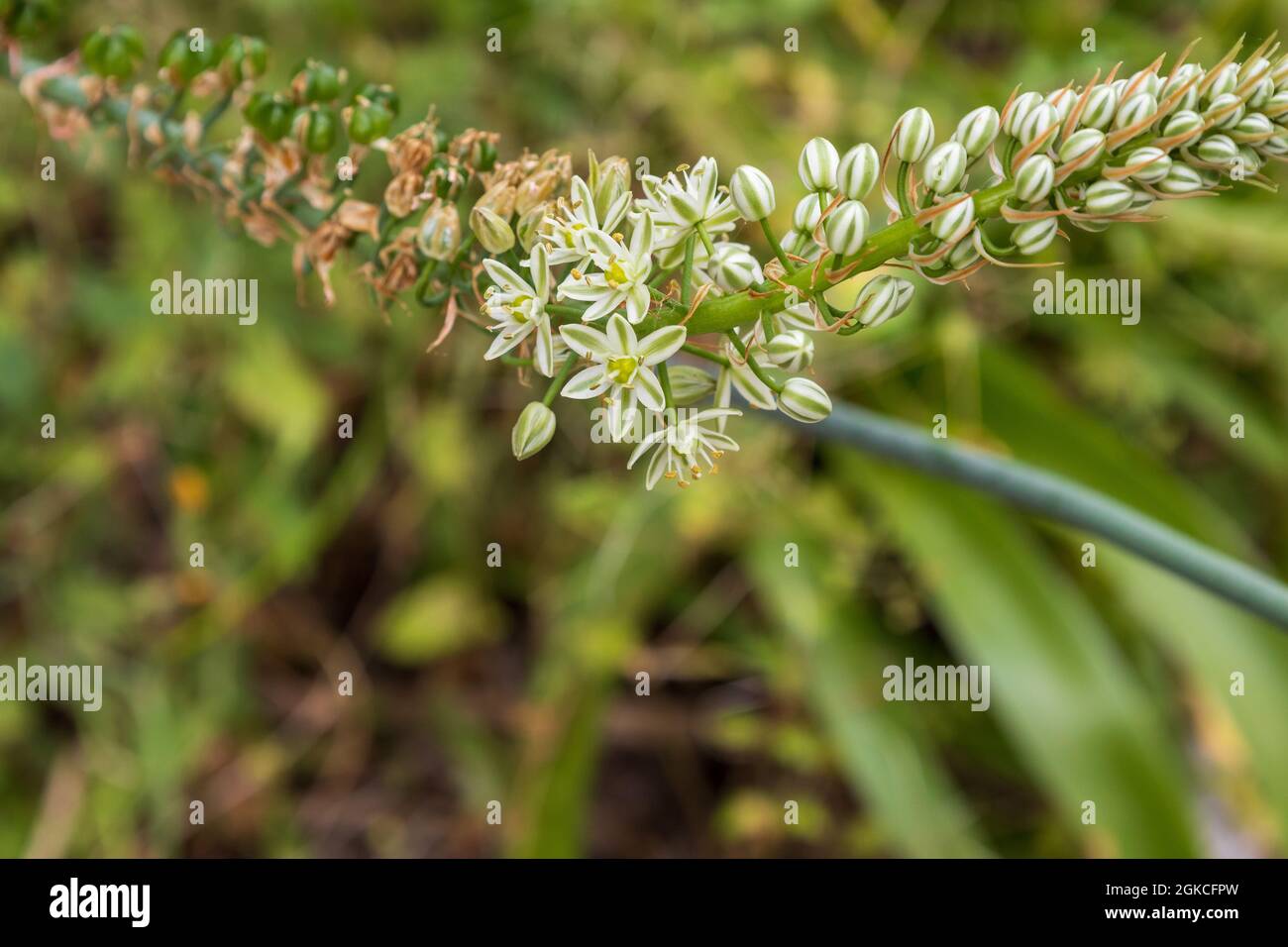 Ornithogalum longebracteatum, Schwangere Zwiebelpflanze Stockfoto