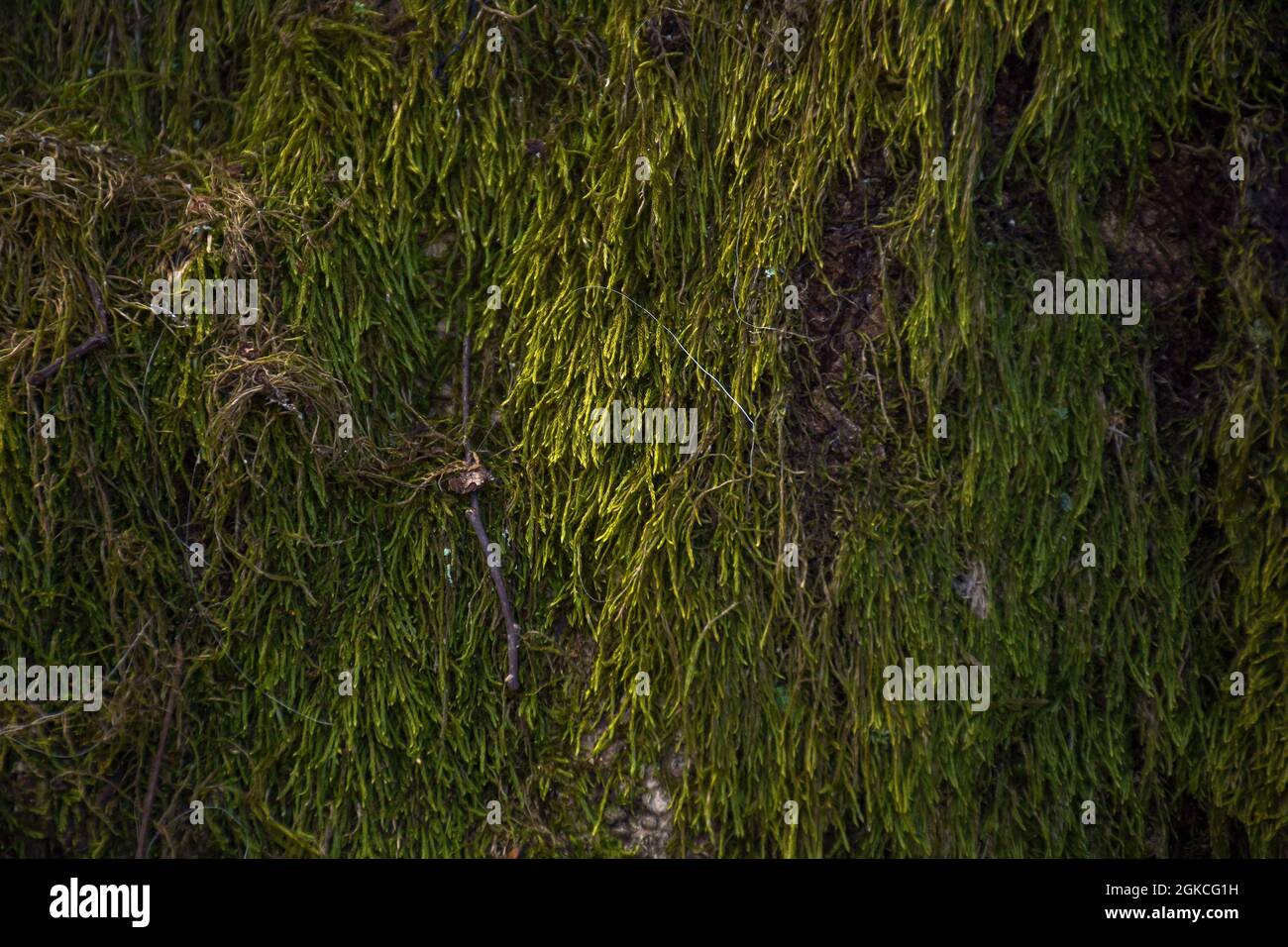 Nahaufnahme des grünen Moos auf dem Baum. Schöner Naturhintergrund Stockfoto