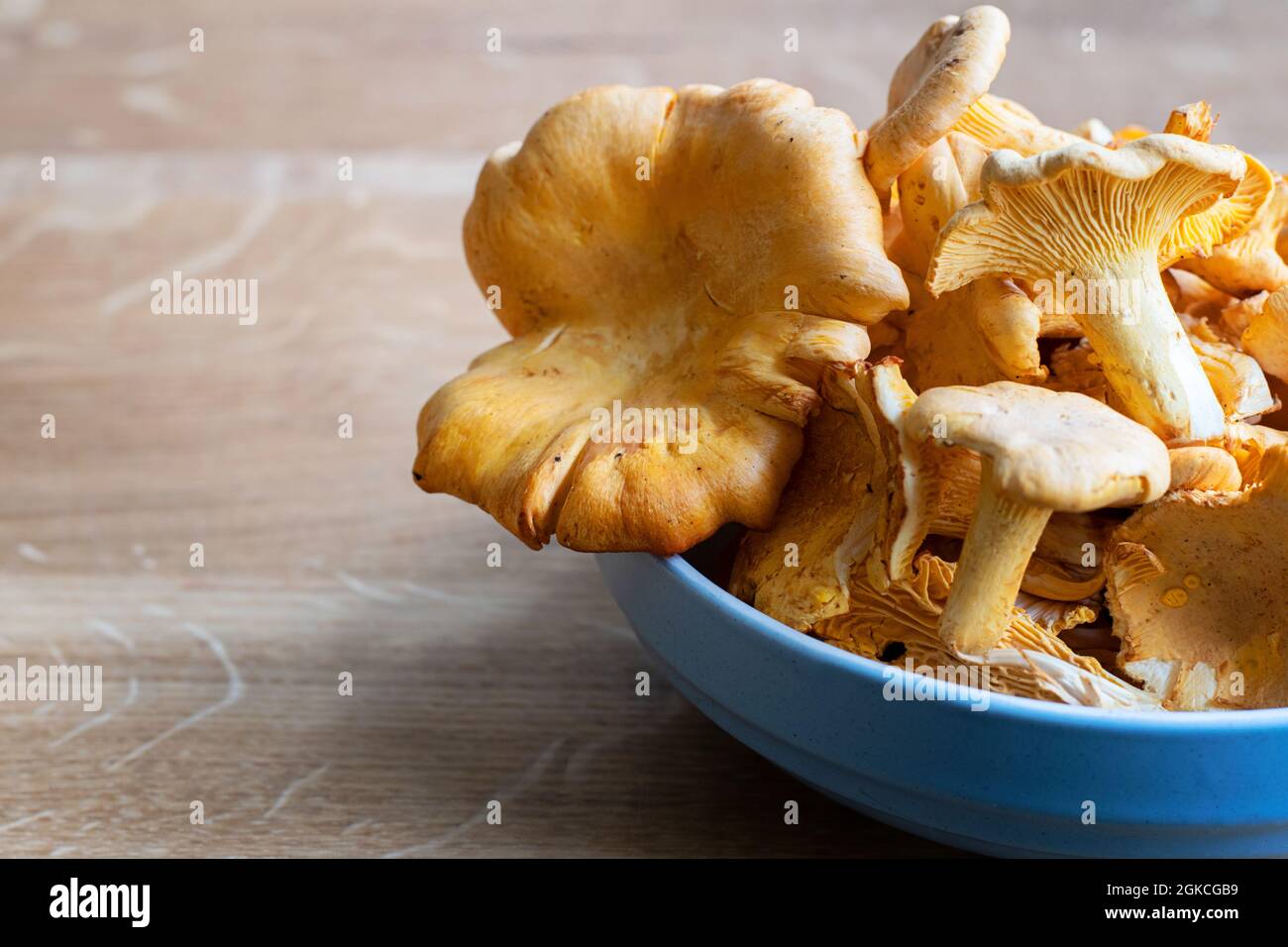 Frische goldene Pfifferlinge in einer blauen Schale auf einem Holztisch. Foto aufgenommen in Schweden. Stockfoto