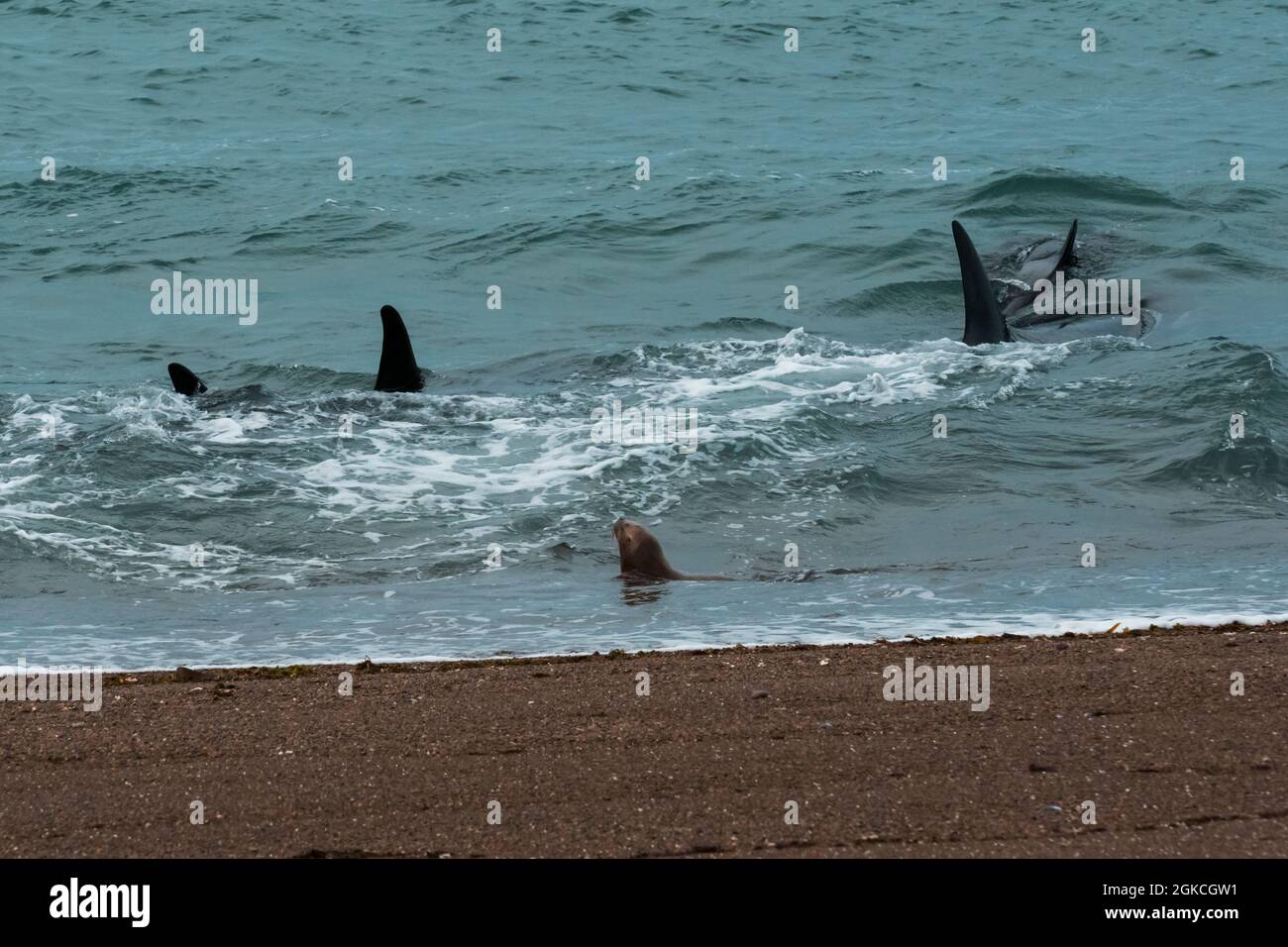 Killerwal Jagd Seelöwen, Patagonien, Argentinien. Stockfoto