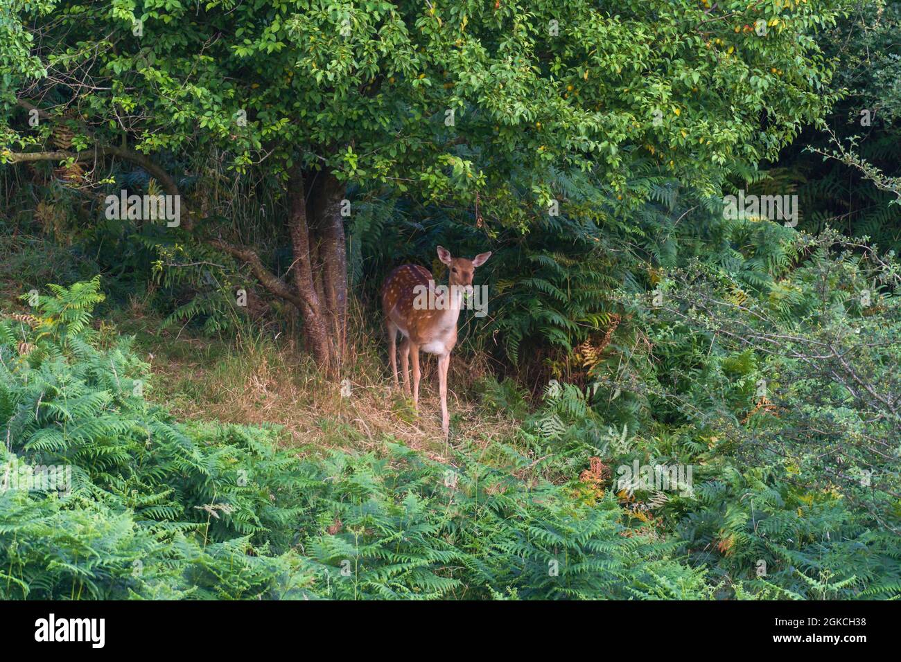 Damhirsche (Dama dama), die unter dem Kirschbaum auf Nahrungssuche gehen, Woolhope Herefordshire, Großbritannien. Juli 2021 Stockfoto