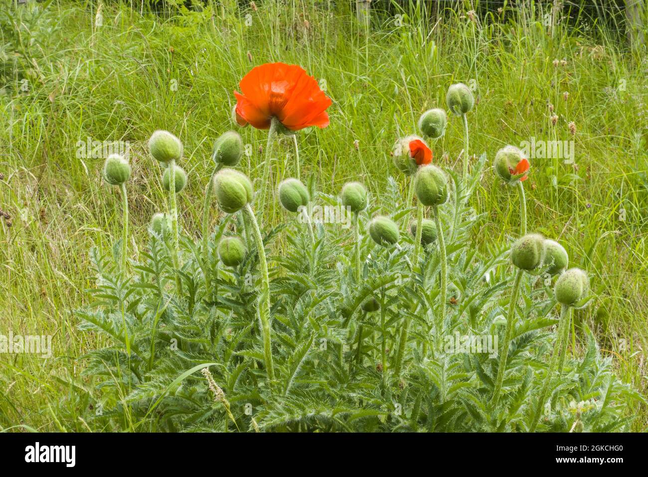 Papaver somniferum, auch bekannt als Opium-Mohn oder Semmelmohn, wächst wild in der schottischen Landschaft. Pitlochry Perthshire, Großbritannien. Juni 2021 Stockfoto