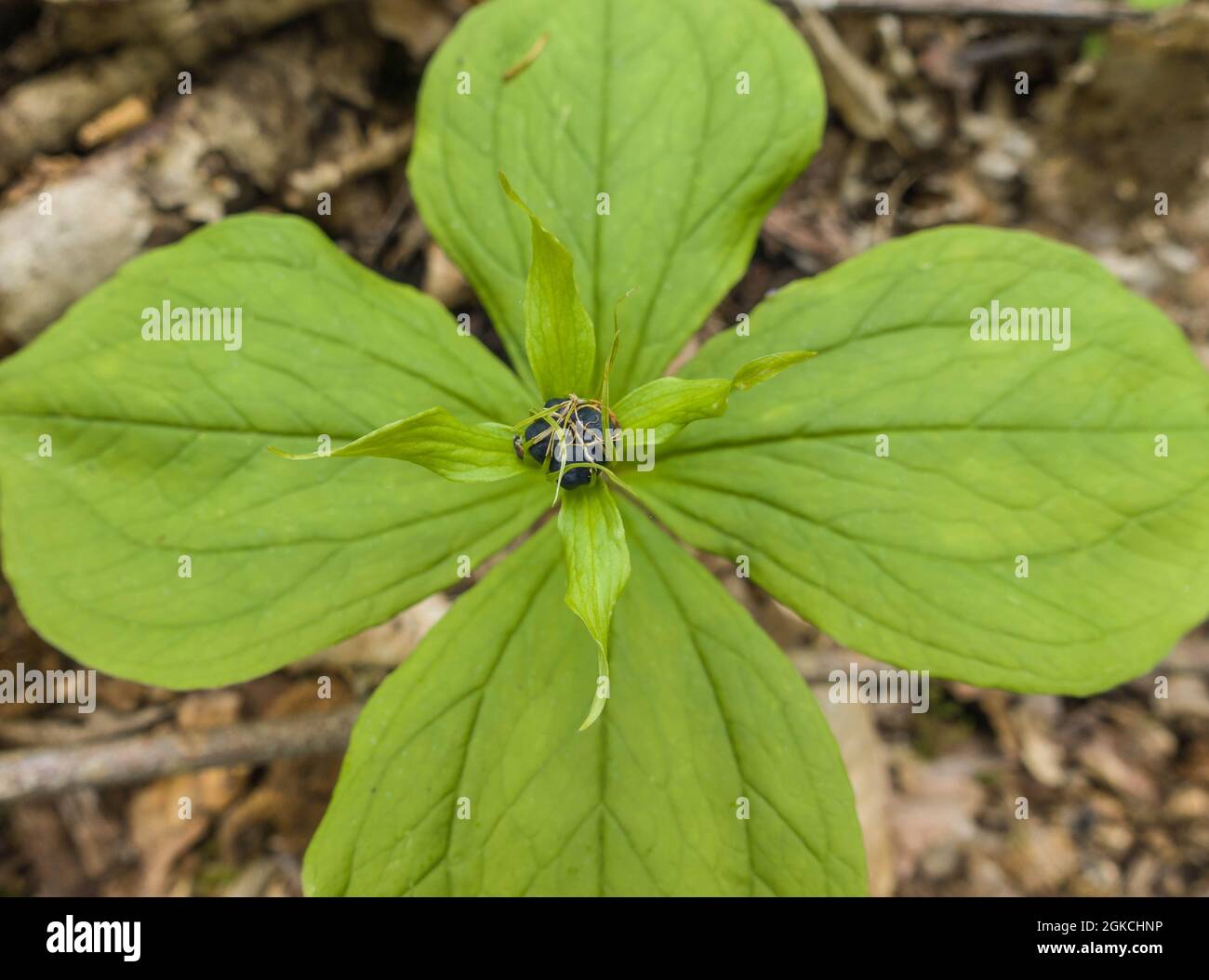 Kraut Paris (Paris quadrifolia) eine mehrjährige Pflanze, die in feuchten Wäldern gefunden wird und ab Juni/August blüht. Woolhope Herefordshire. Juli 2021. Stockfoto