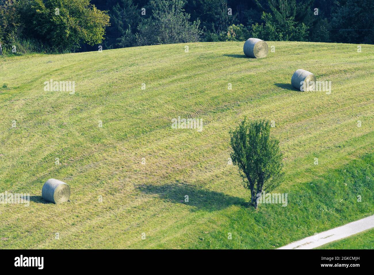 Frisch geschnittene Wiese mit Heuballen in ländlicher Umgebung. Landwirtschaft, Landwirtschaft und Naturkonzepte Stockfoto