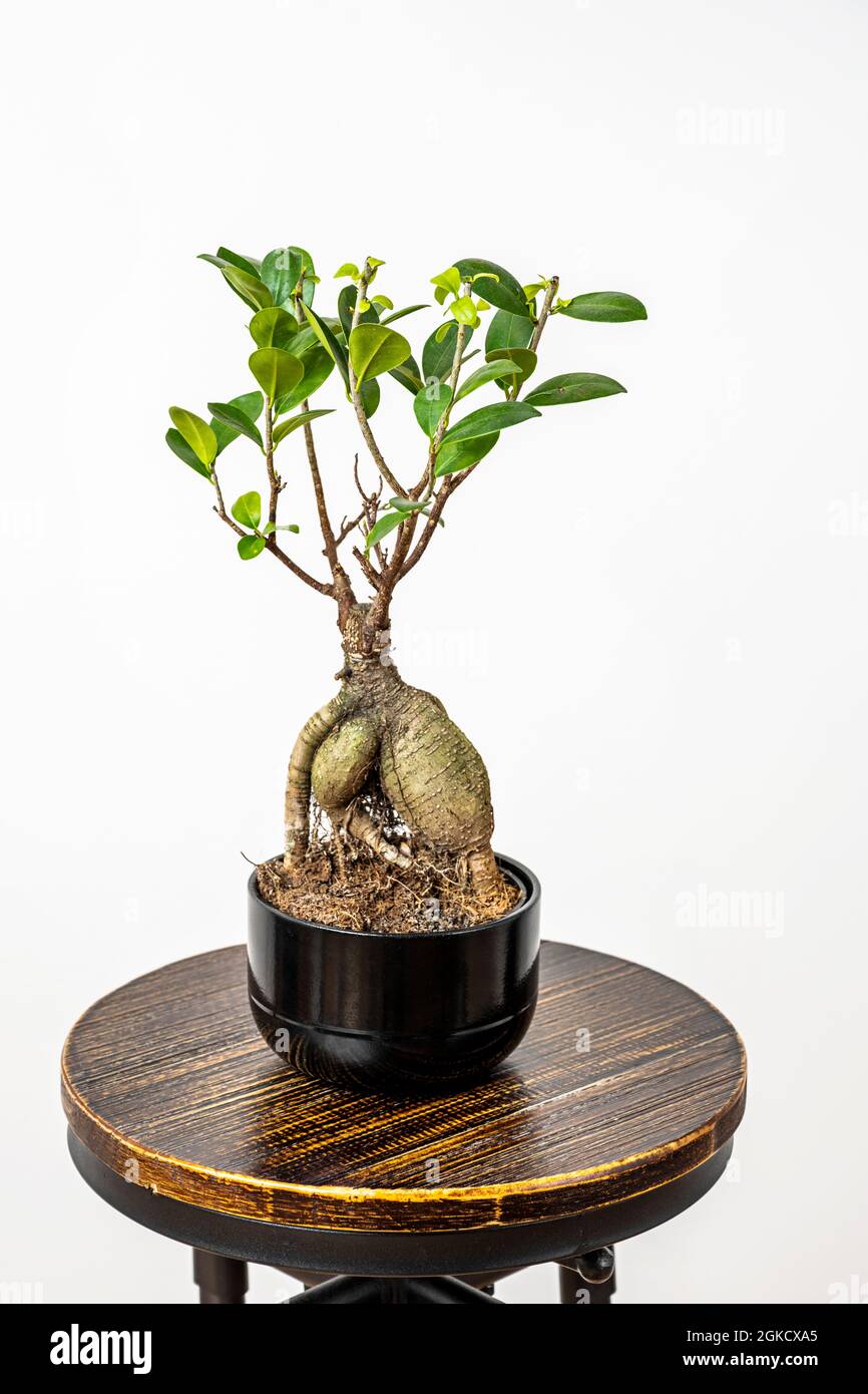 Bonsai ficus Ginseng Zimmerpflanze in schwarzem Topf auf rundem industriellen Hocker aus Holz und Metall Stockfoto