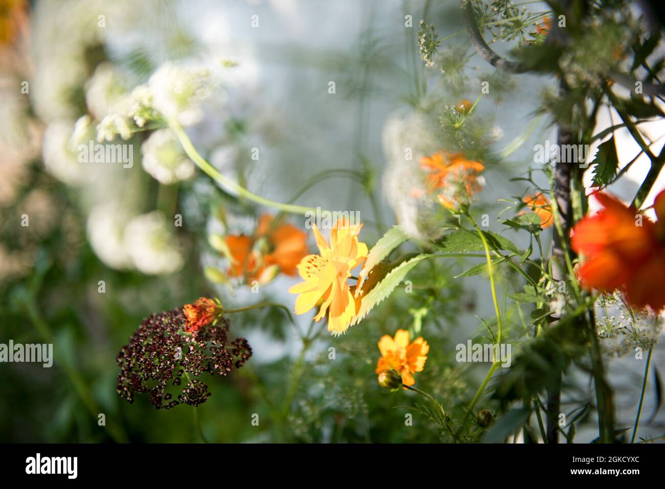 Dekorative Blumen Stockfoto