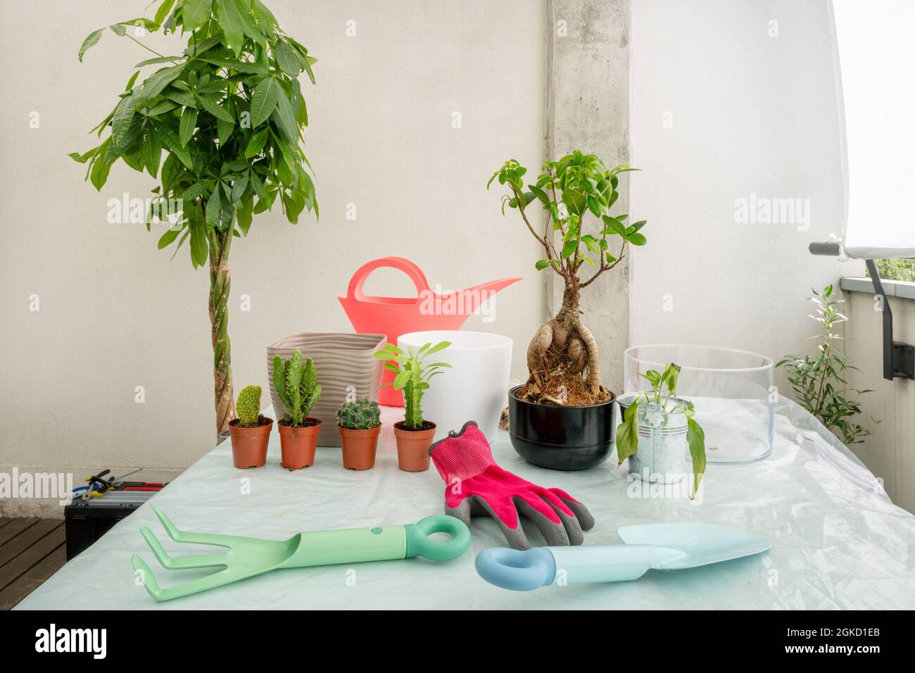 Tisch mit Gartengeräten, Ficus Ginseng, pachira aquatica und Kaktus mit Gießkanne und Blumentöpfen Stockfoto